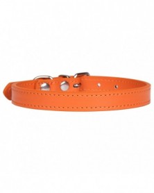 S1.5 30-Orange-Coloful Pet...