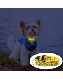 F-Led Luminous Pet Dog...